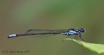 Enallagma geminatum, male